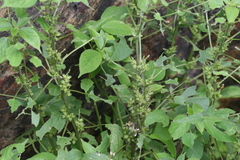 Acalypha ciliata